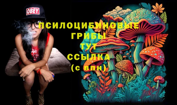 шишки Тайга